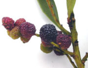 bayberry scent